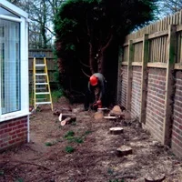 Sycamore Tree Surgeons photo 7