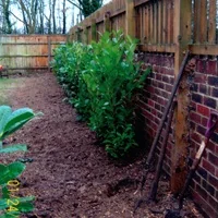 Sycamore Tree Surgeons photo 8