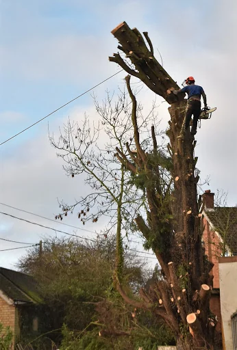 Chelmsford Tree Services photo 1