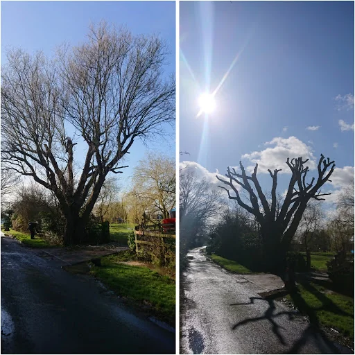 Chelmsford Tree Services photo 2