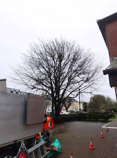 ArbTec Tree Care photo 1