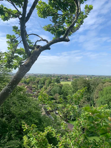 ArbTec Tree Care photo 4