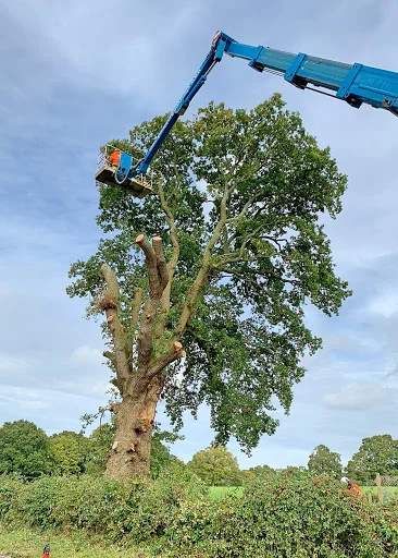 Christopher Hoare Tree Services Ltd photo 1