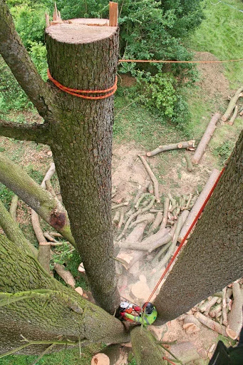 Christopher Hoare Tree Services Ltd photo 2