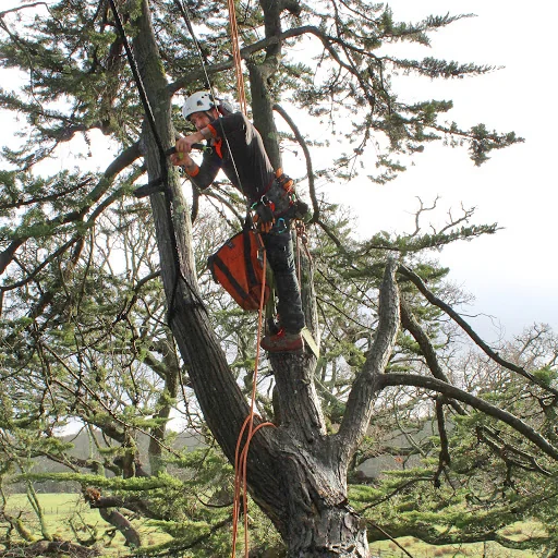 Christopher Hoare Tree Services Ltd photo 3