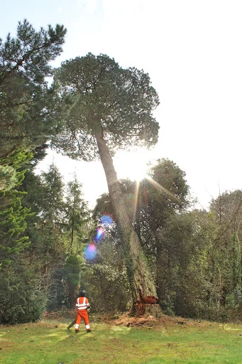 Christopher Hoare Tree Services Ltd photo 4