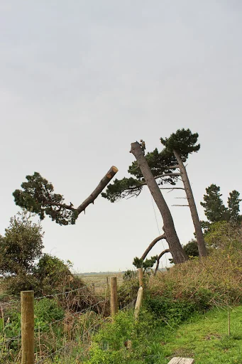 Christopher Hoare Tree Services Ltd photo 5