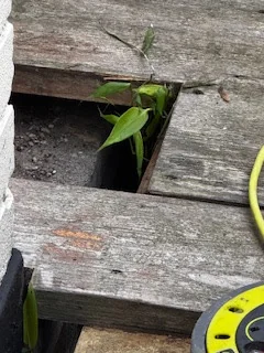 Japanese Knotweed Group Ltd photo 1