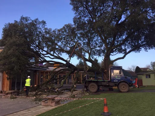 1st Call Trees Ltd photo 8