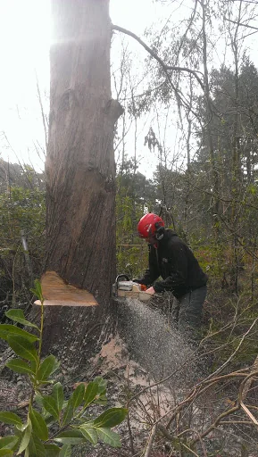 Coppice Tree &amp; Garden Services Limited photo 6