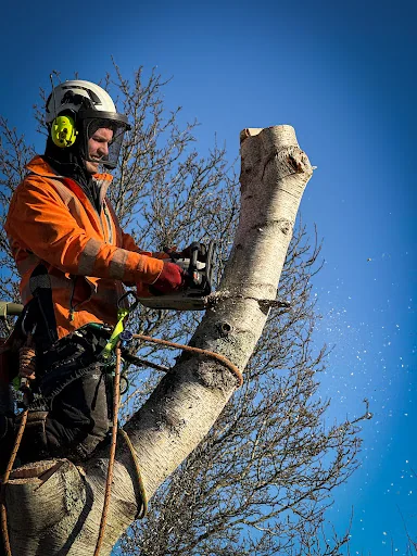 Foremost Tree Surgeons Ltd photo 1