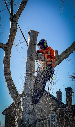 Foremost Tree Surgeons Ltd photo 2
