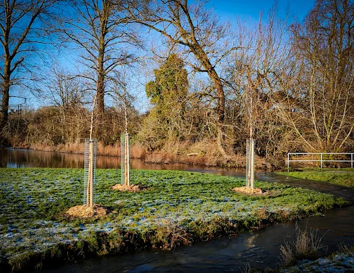 Foremost Tree Surgeons Ltd photo 5