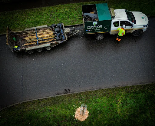 Foremost Tree Surgeons Ltd photo 6