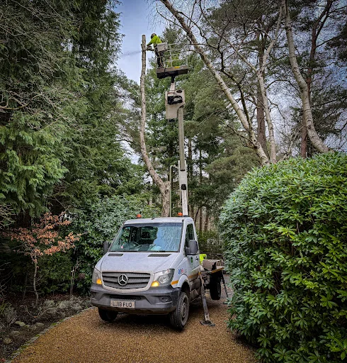 Foremost Tree Surgeons Ltd photo 7