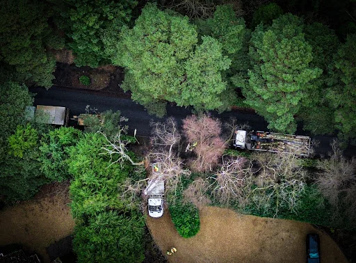 Foremost Tree Surgeons Ltd photo 8