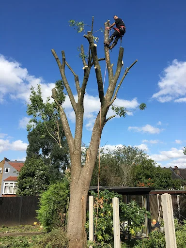 Clearview Tree Surgery photo 1