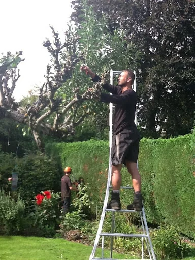 Clearview Tree Surgery photo 4