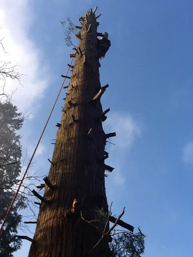 Clearview Tree Surgery photo 5