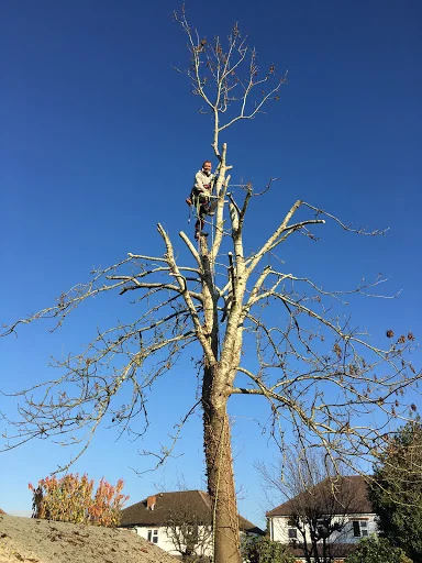 Clearview Tree Surgery photo 6