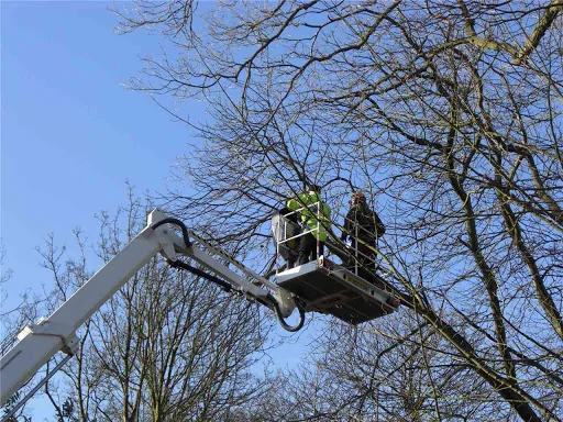Clearview Tree Surgery photo 7