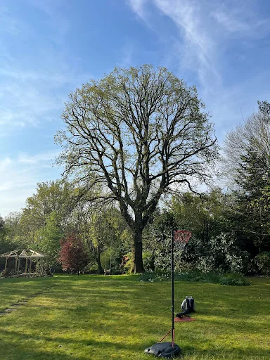Leafy Tree surgeons photo 1