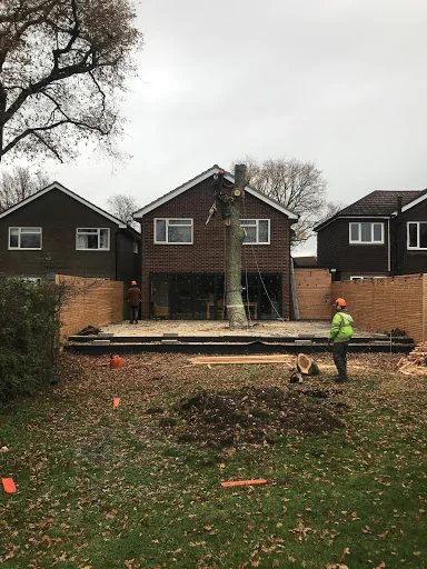 Leafy Tree surgeons photo 3