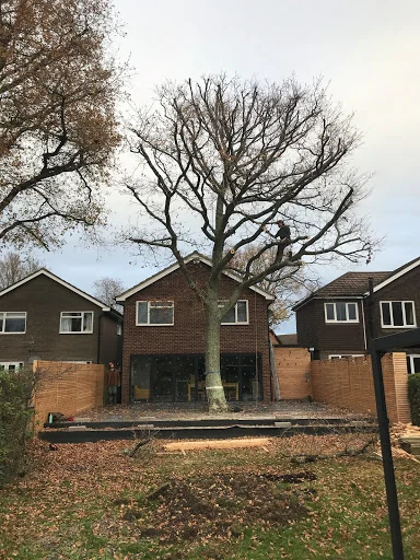 Leafy Tree surgeons photo 4