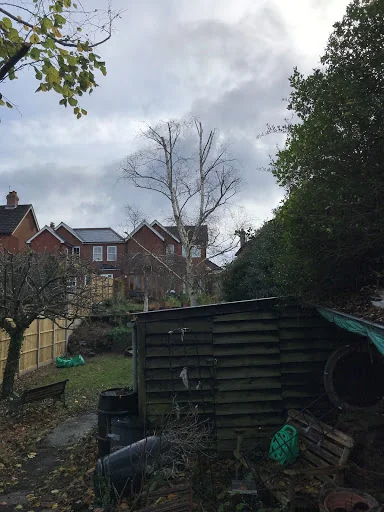 Leafy Tree surgeons photo 5