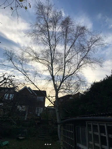 Leafy Tree surgeons photo 6