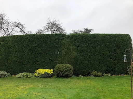 Leafy Tree surgeons photo 7