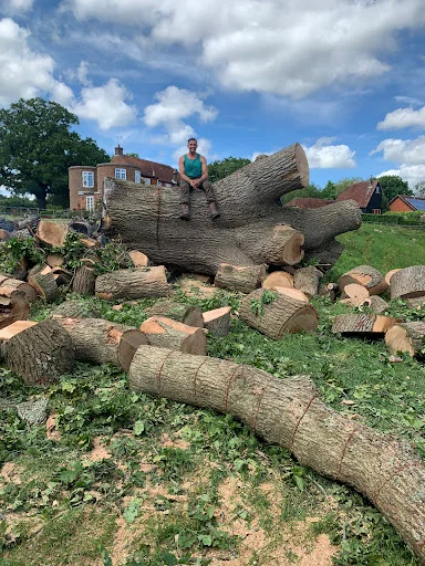 Walbridge Tree Care photo 1