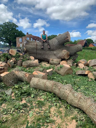 Walbridge Tree Care photo 2