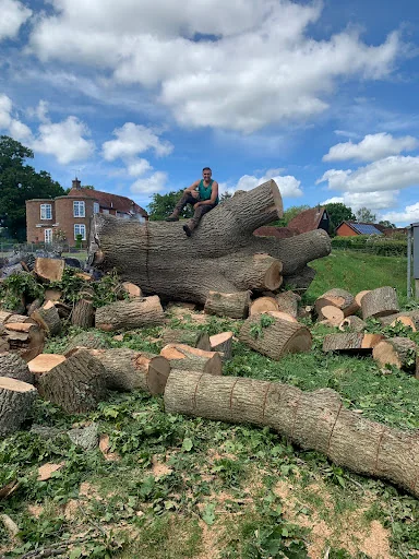 Walbridge Tree Care photo 3