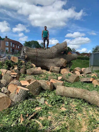 Walbridge Tree Care photo 4