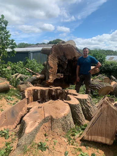 Walbridge Tree Care photo 5