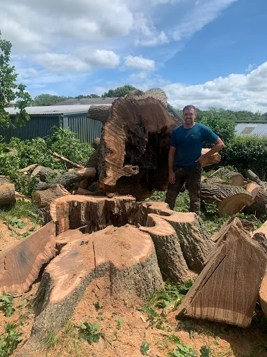 Walbridge Tree Care photo 6