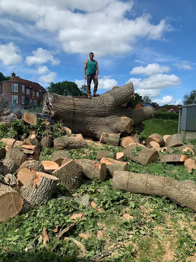 Walbridge Tree Care photo 7