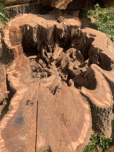 Walbridge Tree Care photo 8