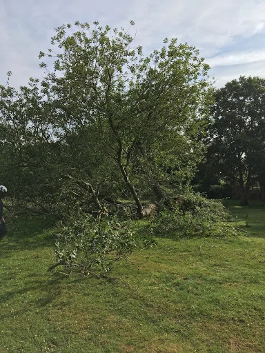 Sussex Tree Care photo 1