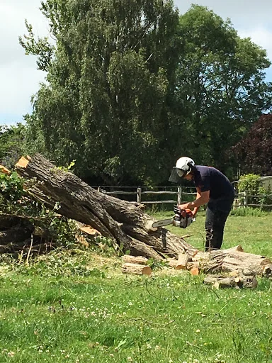 Sussex Tree Care photo 4