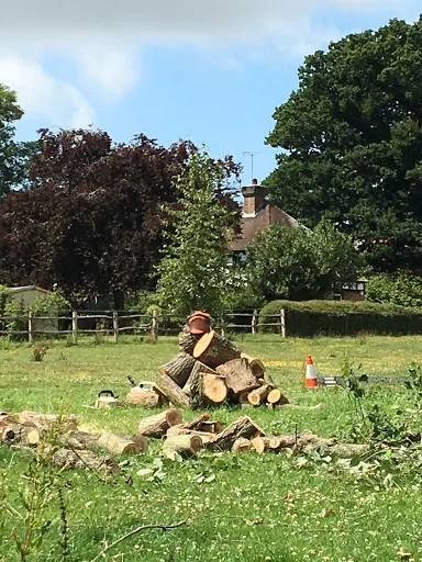 Sussex Tree Care photo 5