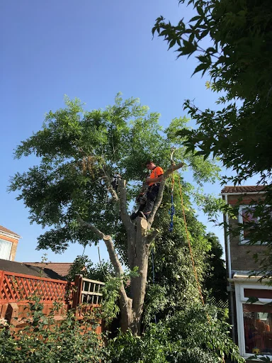 Sussex Tree Care photo 7