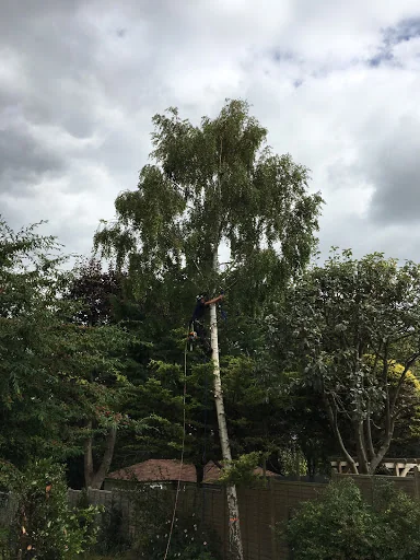 Sussex Tree Care photo 8