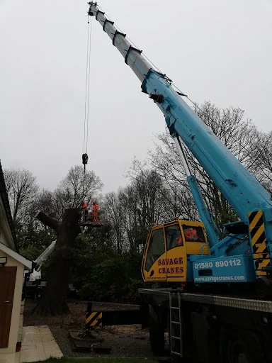 Elite Arborists Ltd photo 5