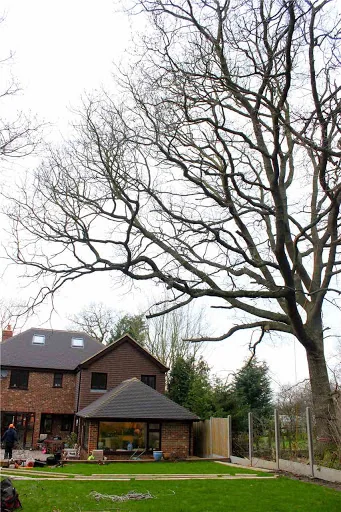 Elite Arborists Ltd photo 6