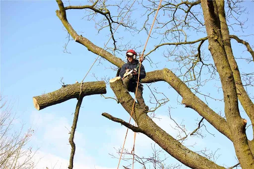 Elite Arborists Ltd photo 7