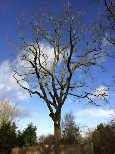 Elite Arborists Ltd photo 8