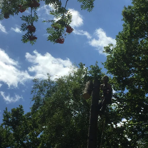 Opus Tree &amp; Garden Services photo 3