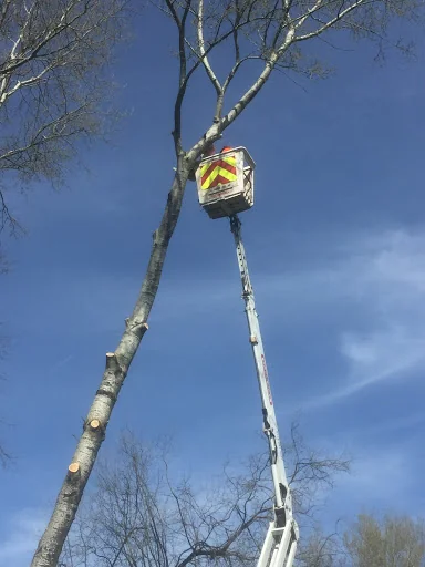 Opus Tree &amp; Garden Services photo 4